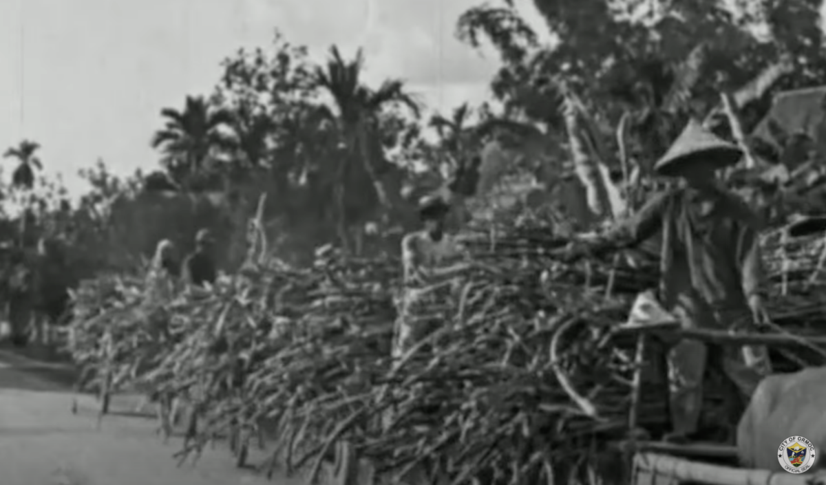 carts of sugar cane pulled by carabaos in a scene before World War 2